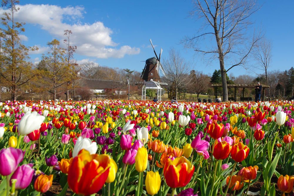 🌳 후나바시 안데르센 공원(후나바시 안데루센 코엔) 이미지 8